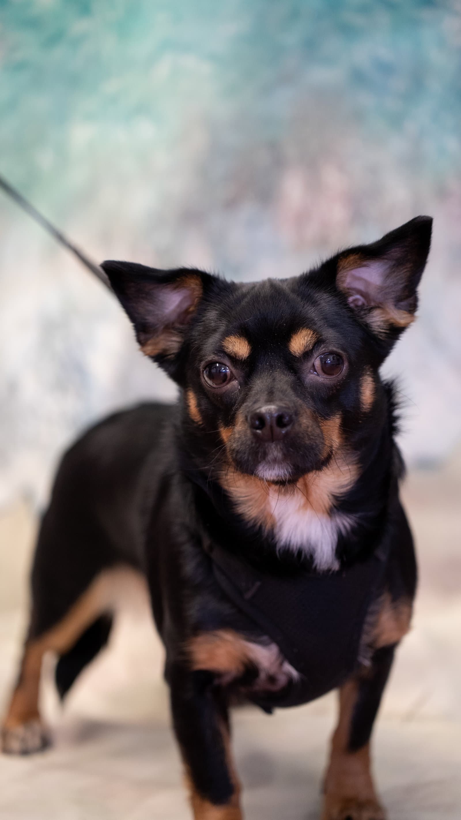 Oakley - Rat Terrier