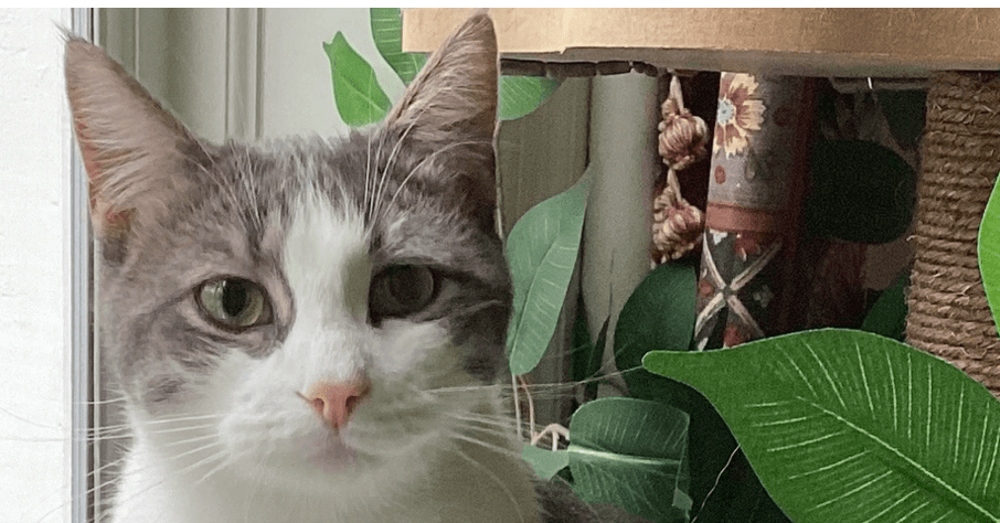 Donny - Domestic Short Hair