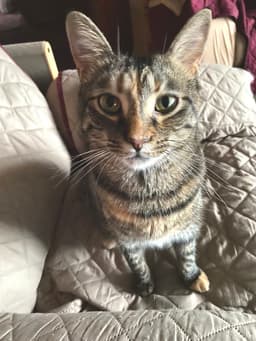 Simba image 2