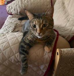Simba image 4