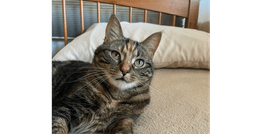 Tinkerbell image 1