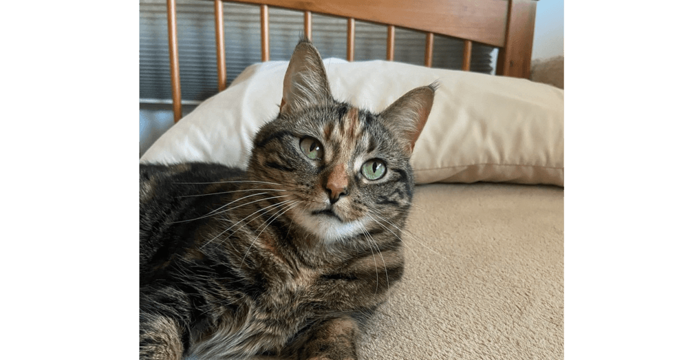 Tinkerbell - Domestic Short Hair