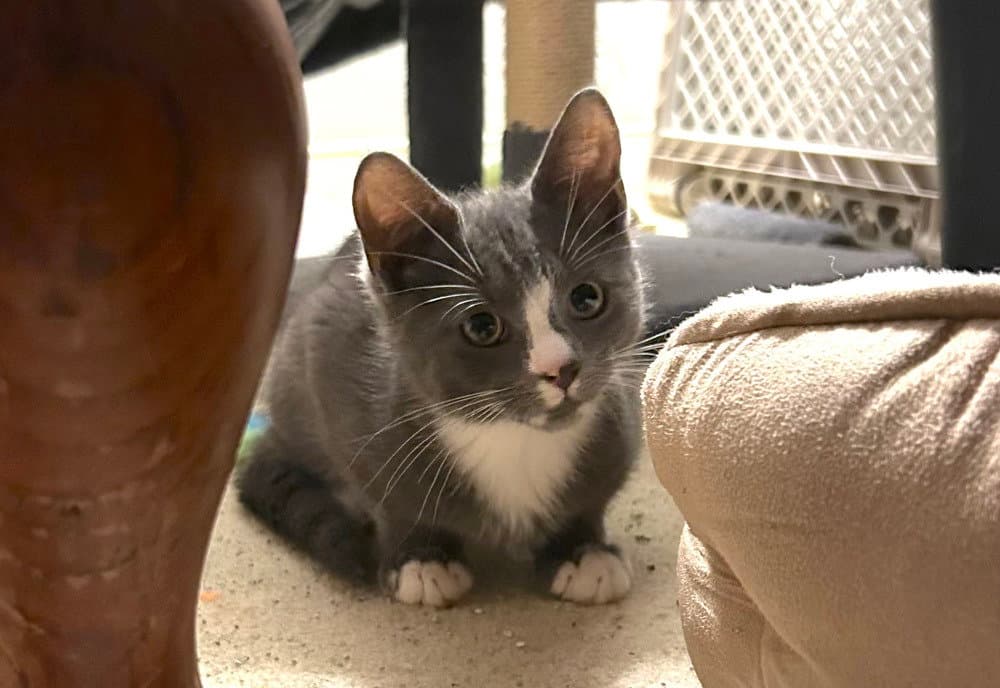 Tony - Domestic Short Hair