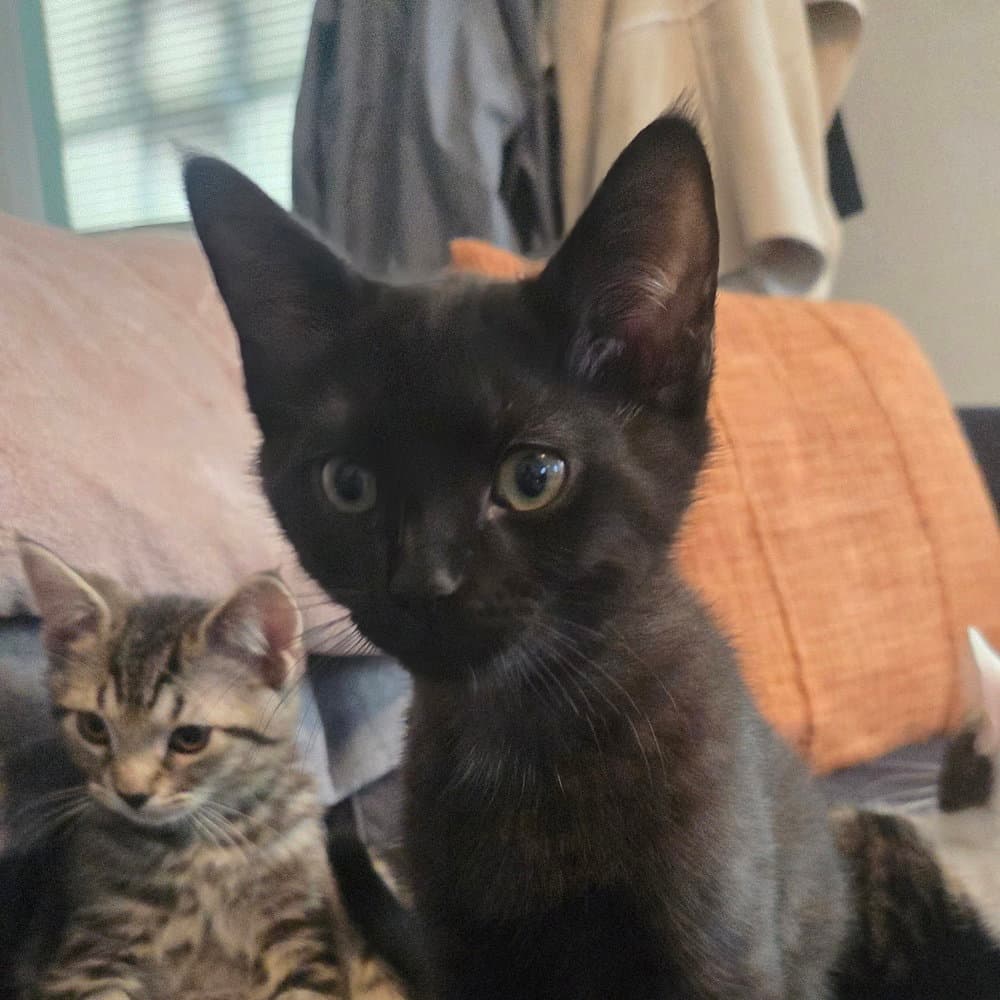 Squirrel - Domestic Short Hair