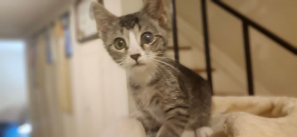 Smidgen - Domestic Short Hair