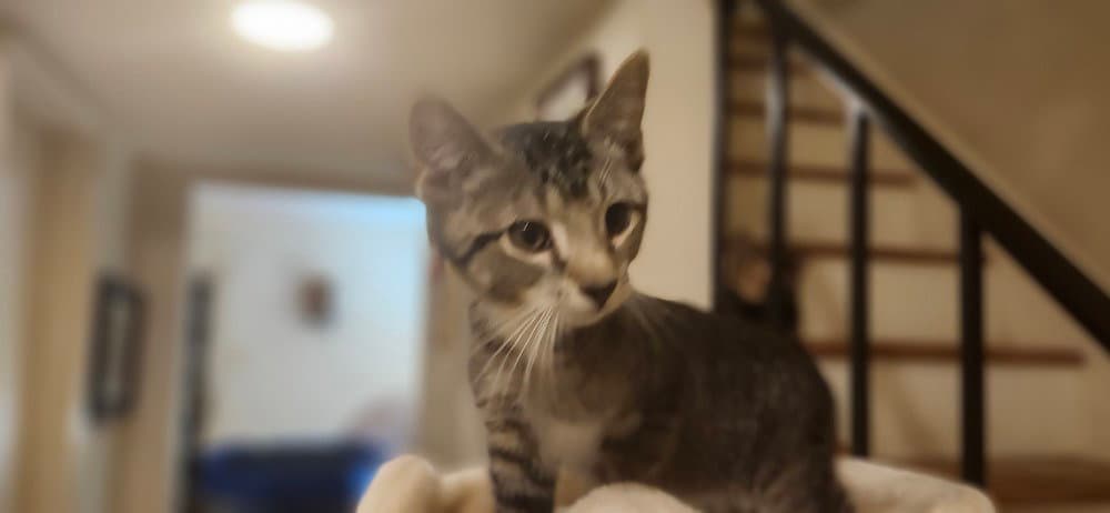 Nugget - Domestic Short Hair
