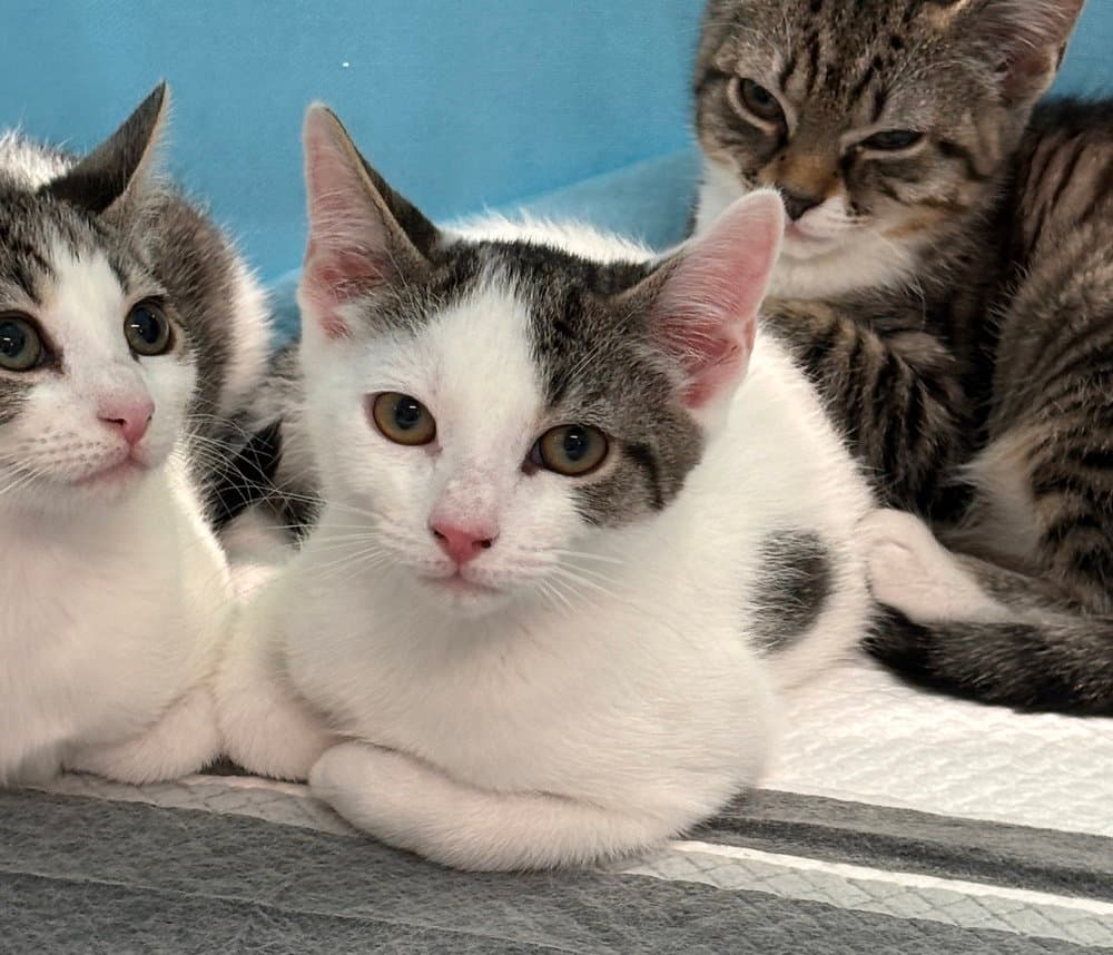 Dannie - Domestic Short Hair