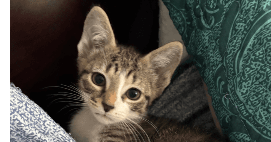 Tae - Domestic Short Hair