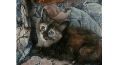 Cocopuff image 1