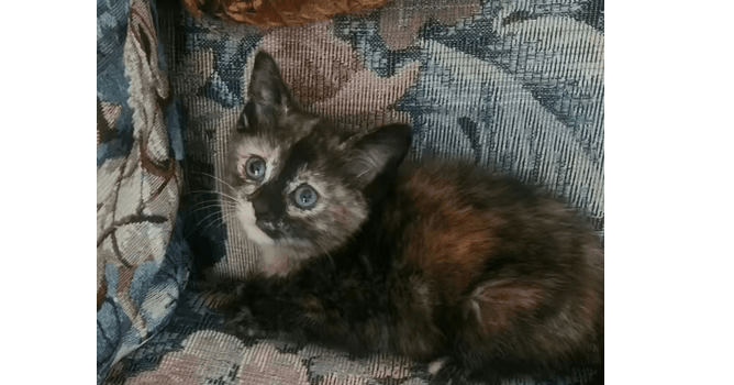 Cocopuff - Domestic Short Hair