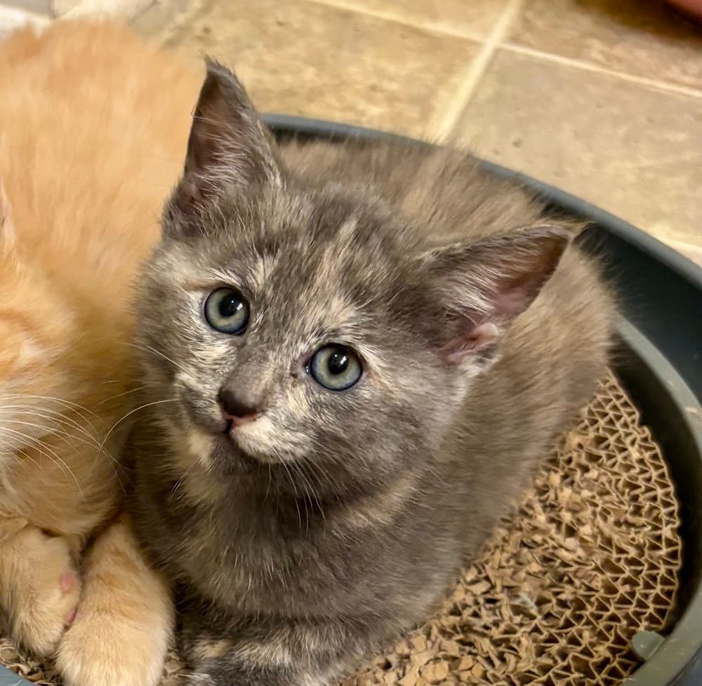 Tami - Domestic Short Hair