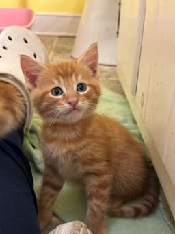 Timmy image 1
