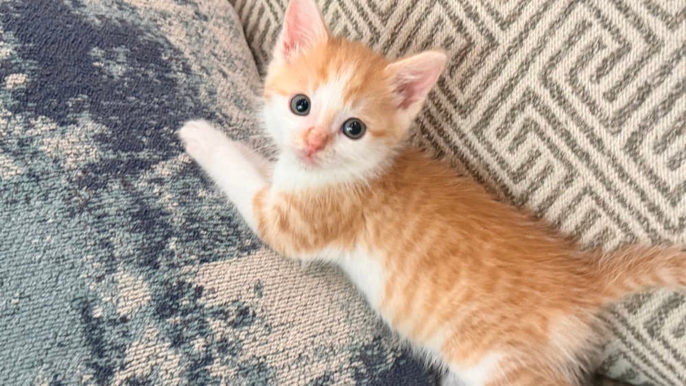 Yosemite - Domestic Short Hair