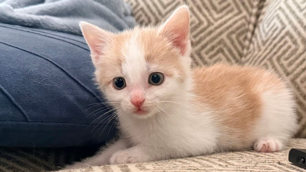 Shenandoah - Domestic Short Hair