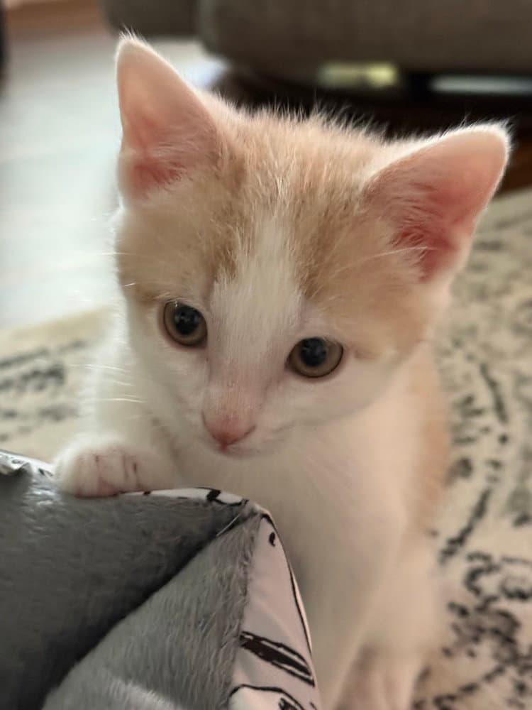 Shenandoah - Domestic Short Hair