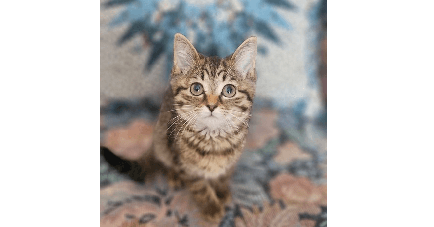 Monae - Domestic Short Hair