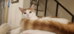 Puma image 1