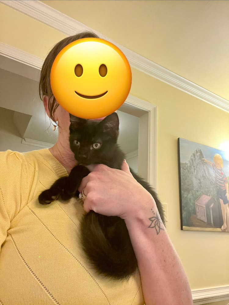 Bartholomew - Domestic Short Hair