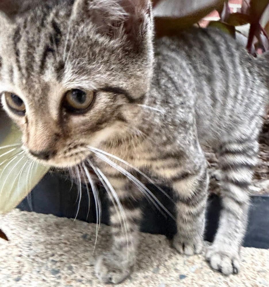 Jangle - Domestic Short Hair