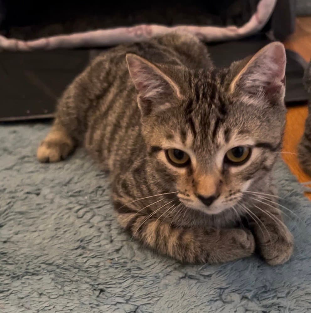 Jangle - Domestic Short Hair