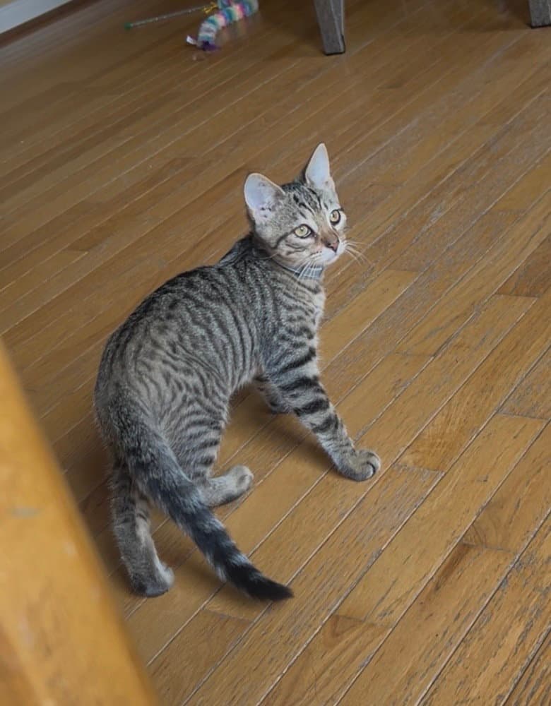 Jiggle - Domestic Short Hair