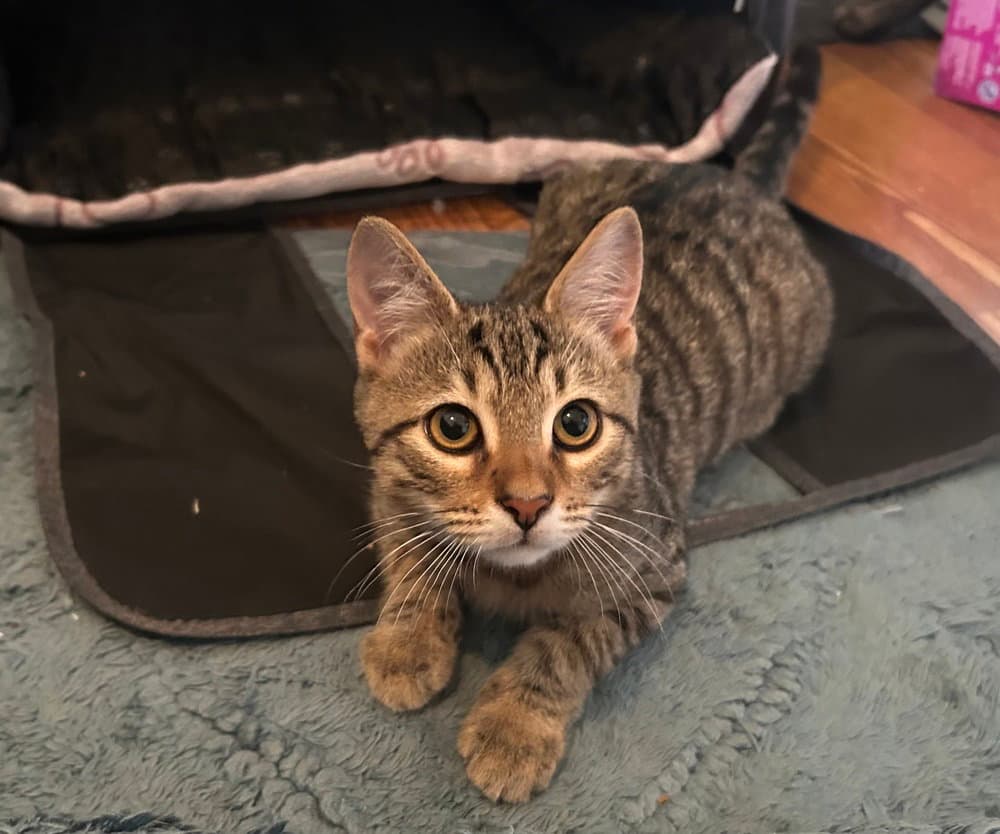 Jiggle - Domestic Short Hair