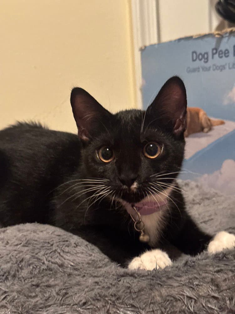 Delta - Domestic Short Hair