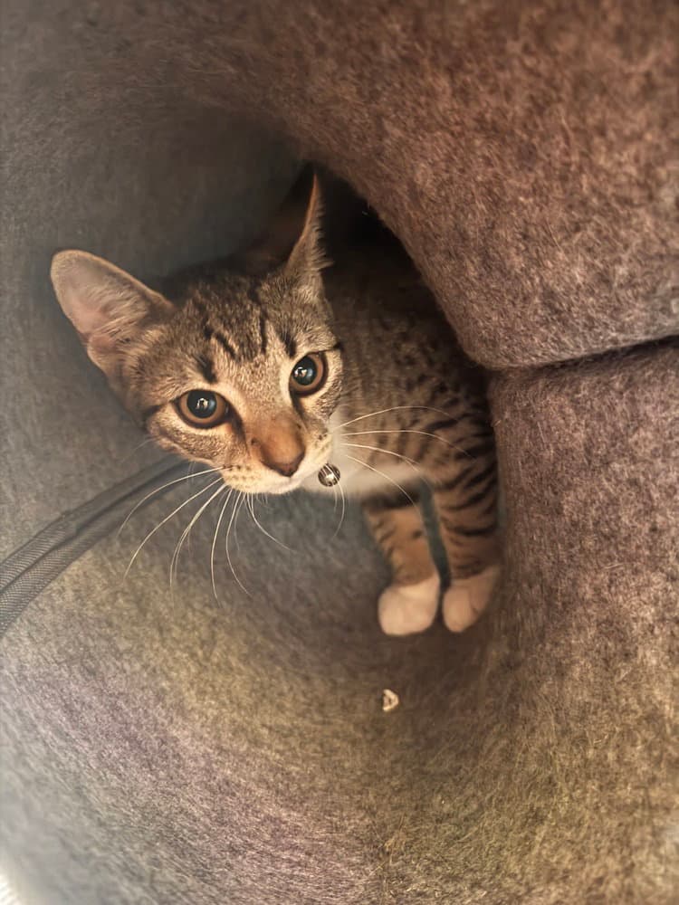 Freddy - Domestic Short Hair