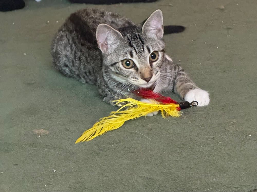 Tiny - Domestic Short Hair