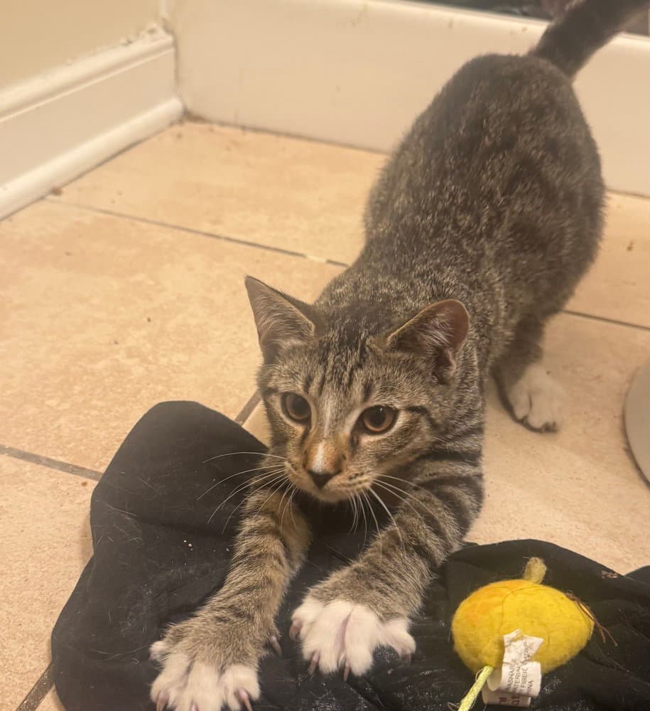 Ceril - Domestic Short Hair