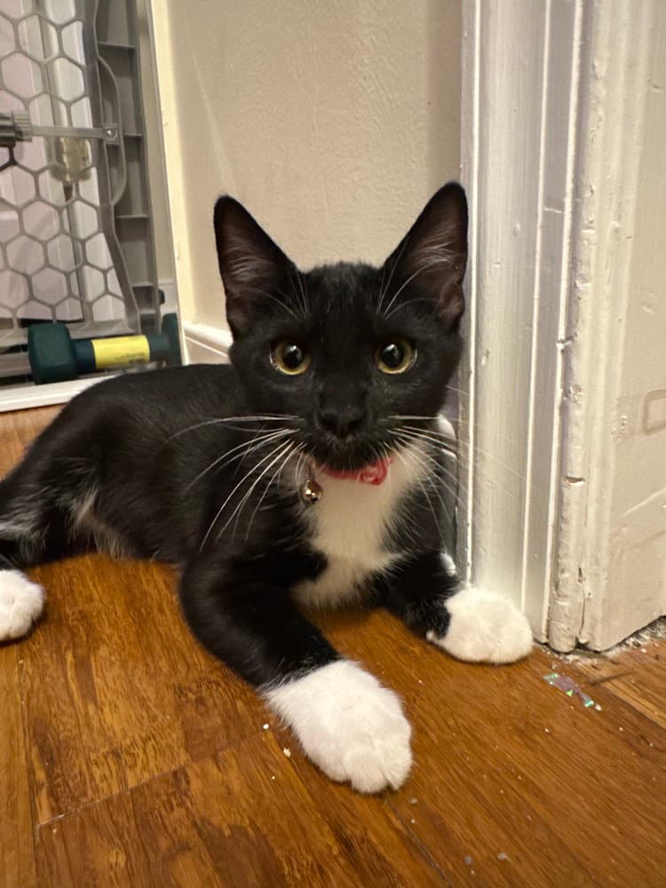 Tango - Domestic Short Hair