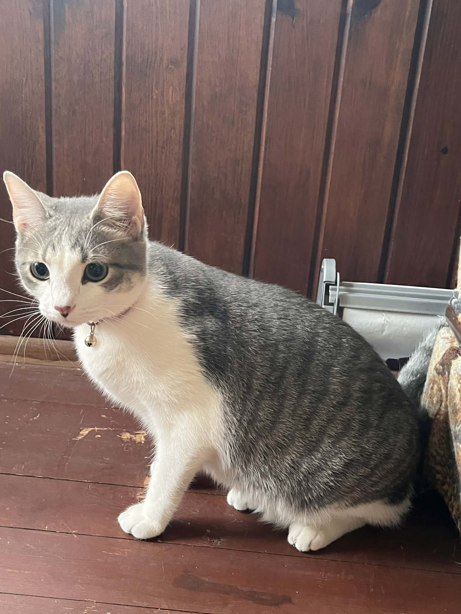 Penny - Domestic Short Hair