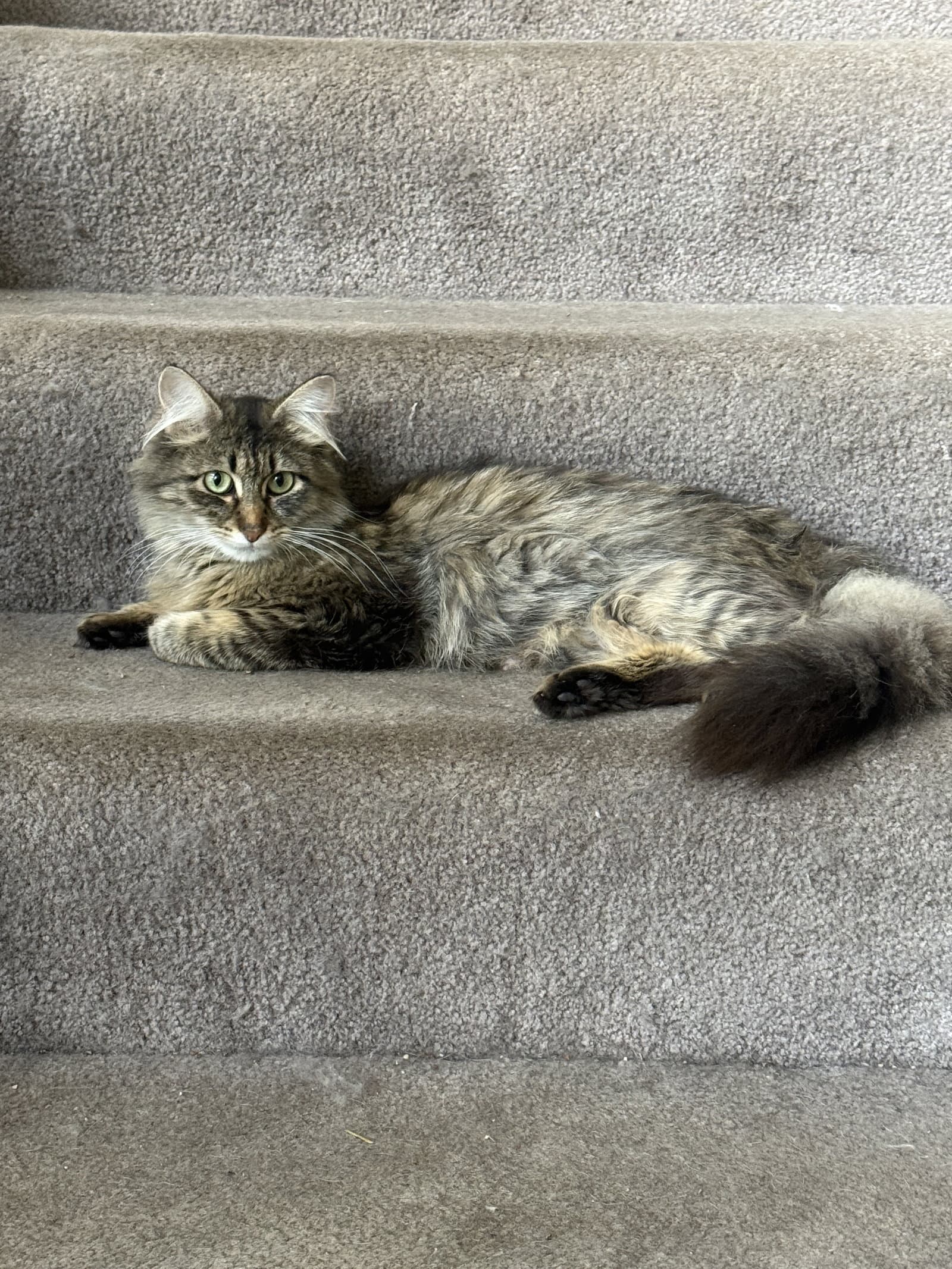 Emmy - Domestic Medium Hair