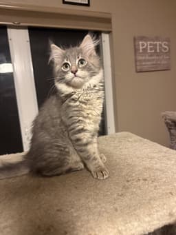 Reggie image 1