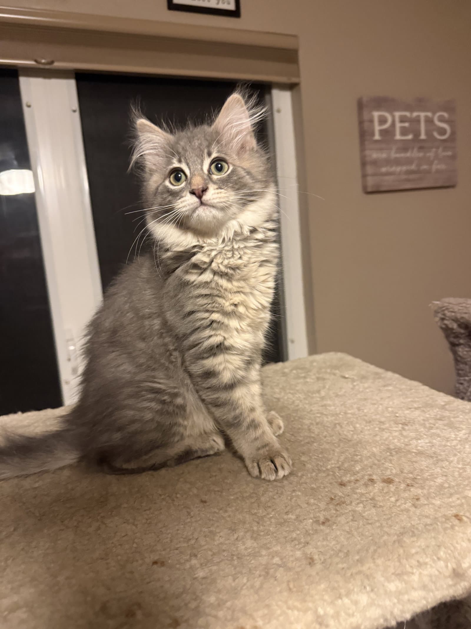 Reggie - Domestic Medium Hair