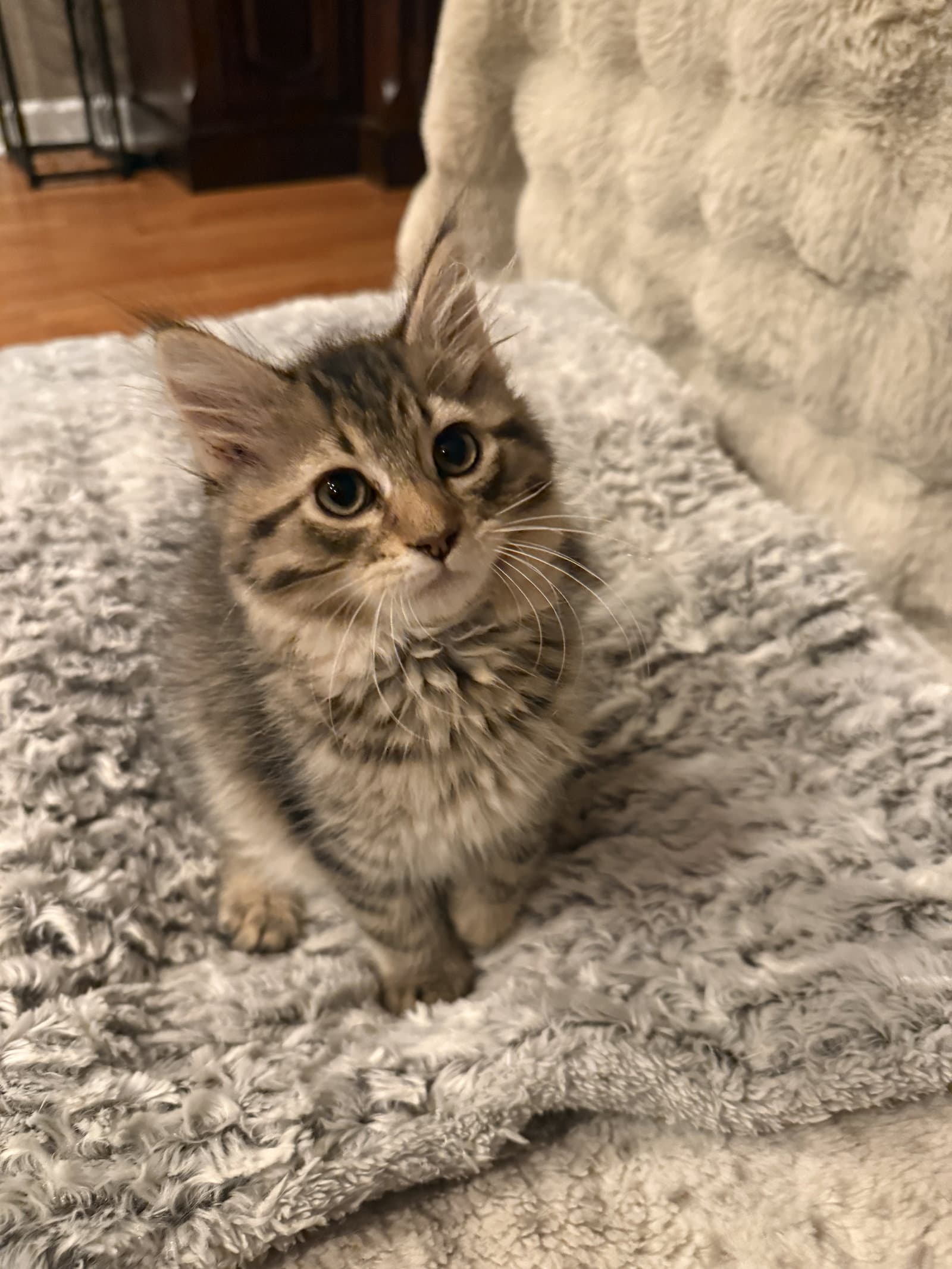Baxter - Domestic Long Hair