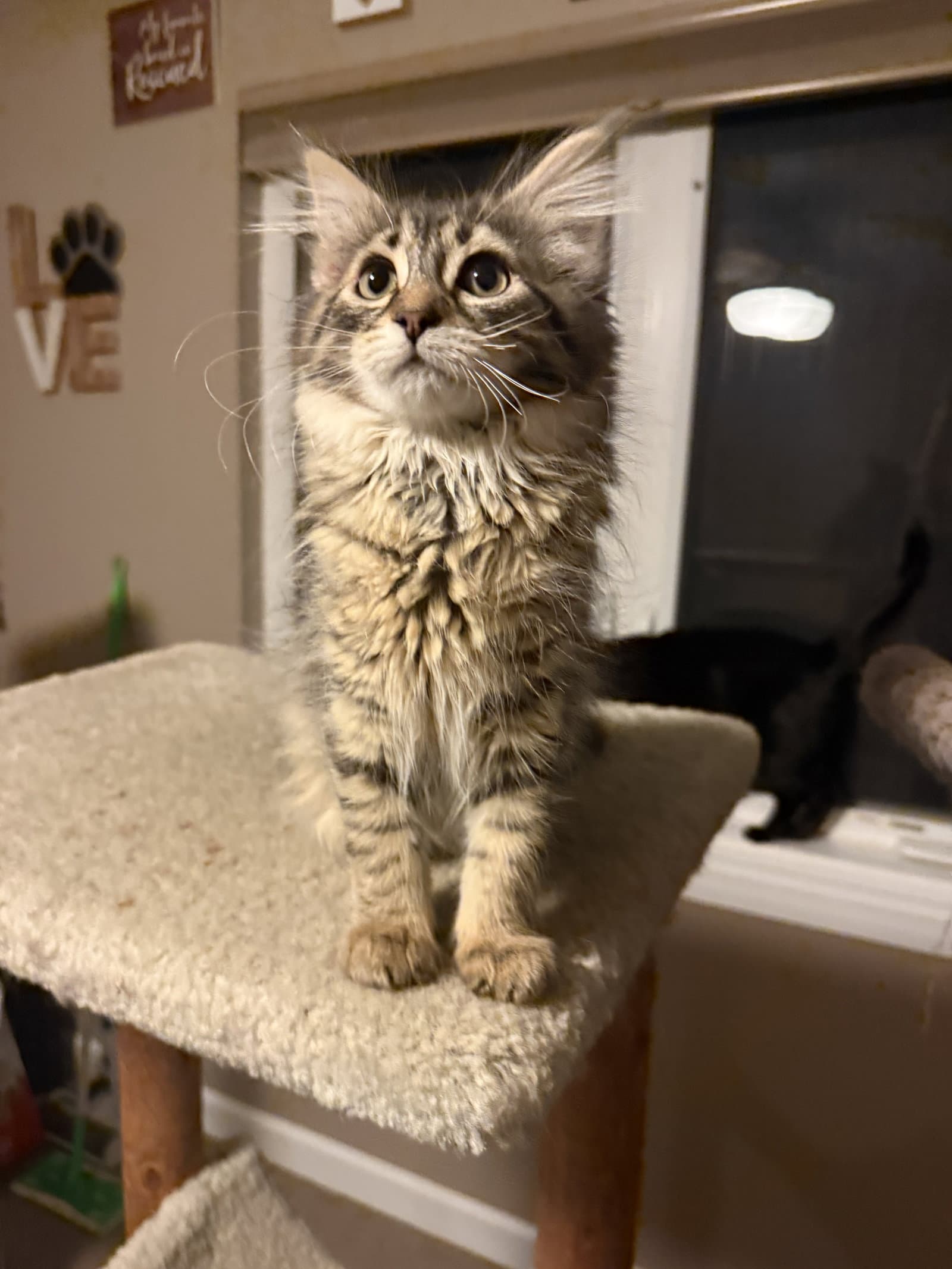 Maggie - Domestic Medium Hair
