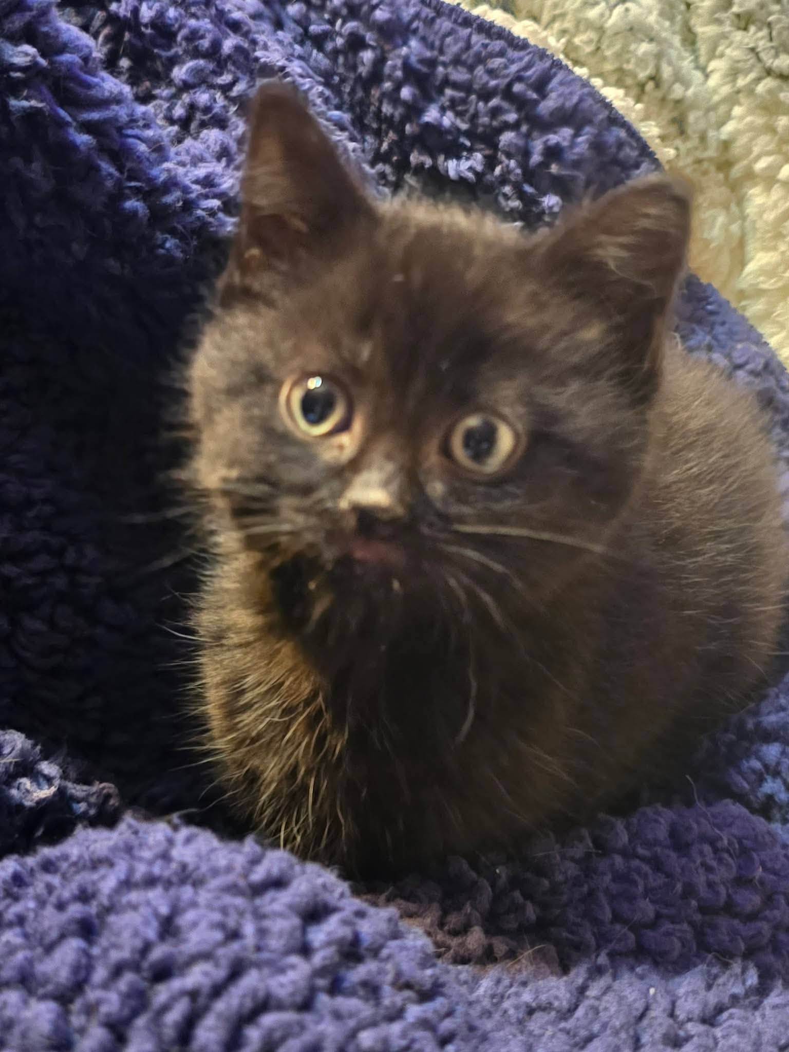 Isadora - Domestic Short Hair
