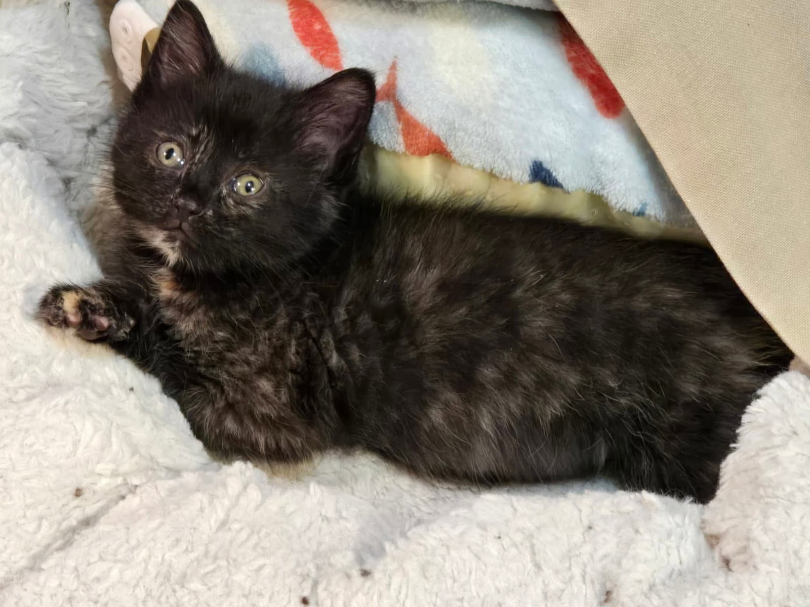 Isla - Domestic Short Hair