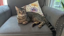 Tabitha image 1