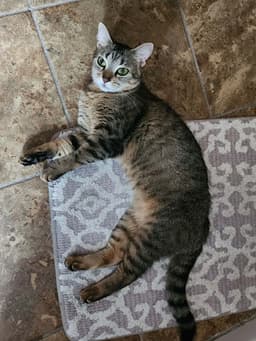 Tabitha image 3