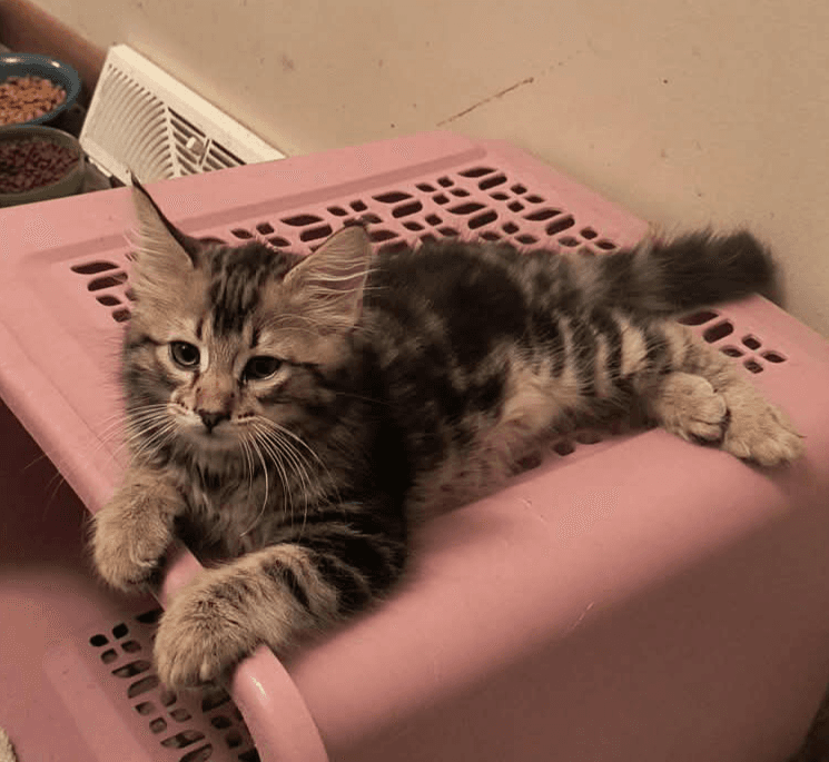 Abe - Domestic Long Hair