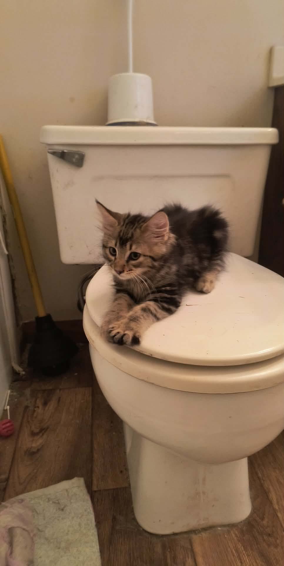 Rosey - Domestic Long Hair