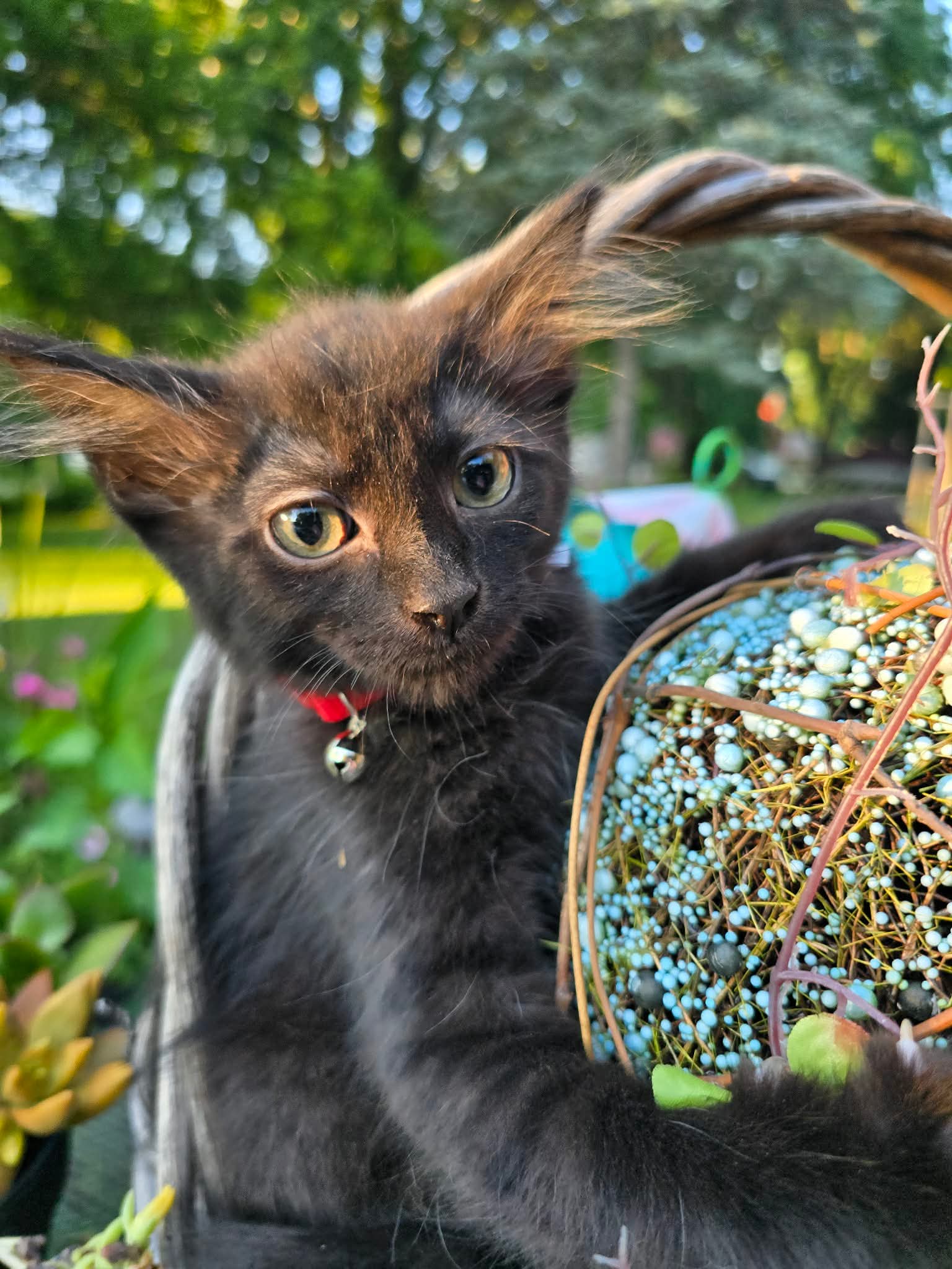 Smokey - Domestic Long Hair