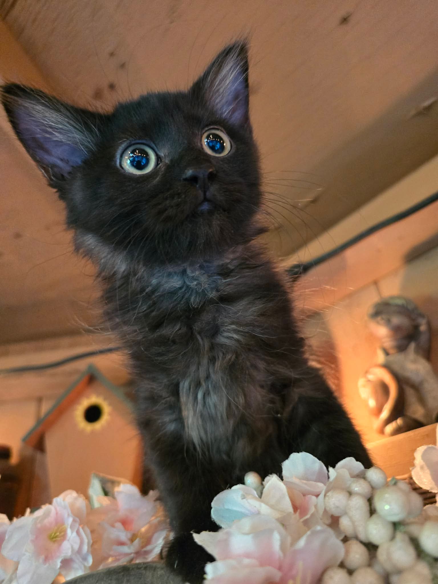 Cletus - Domestic Short Hair