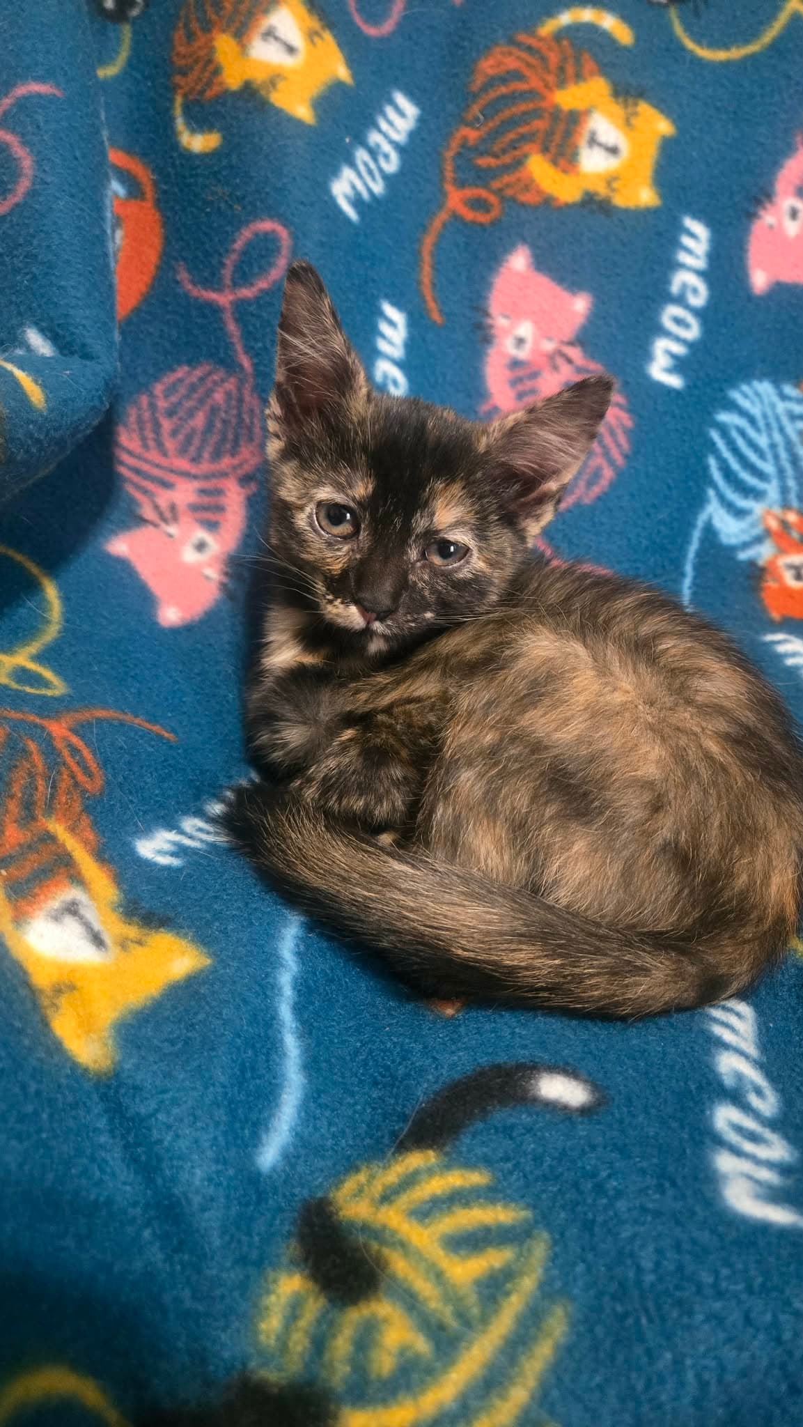 Lizzie - Domestic Short Hair