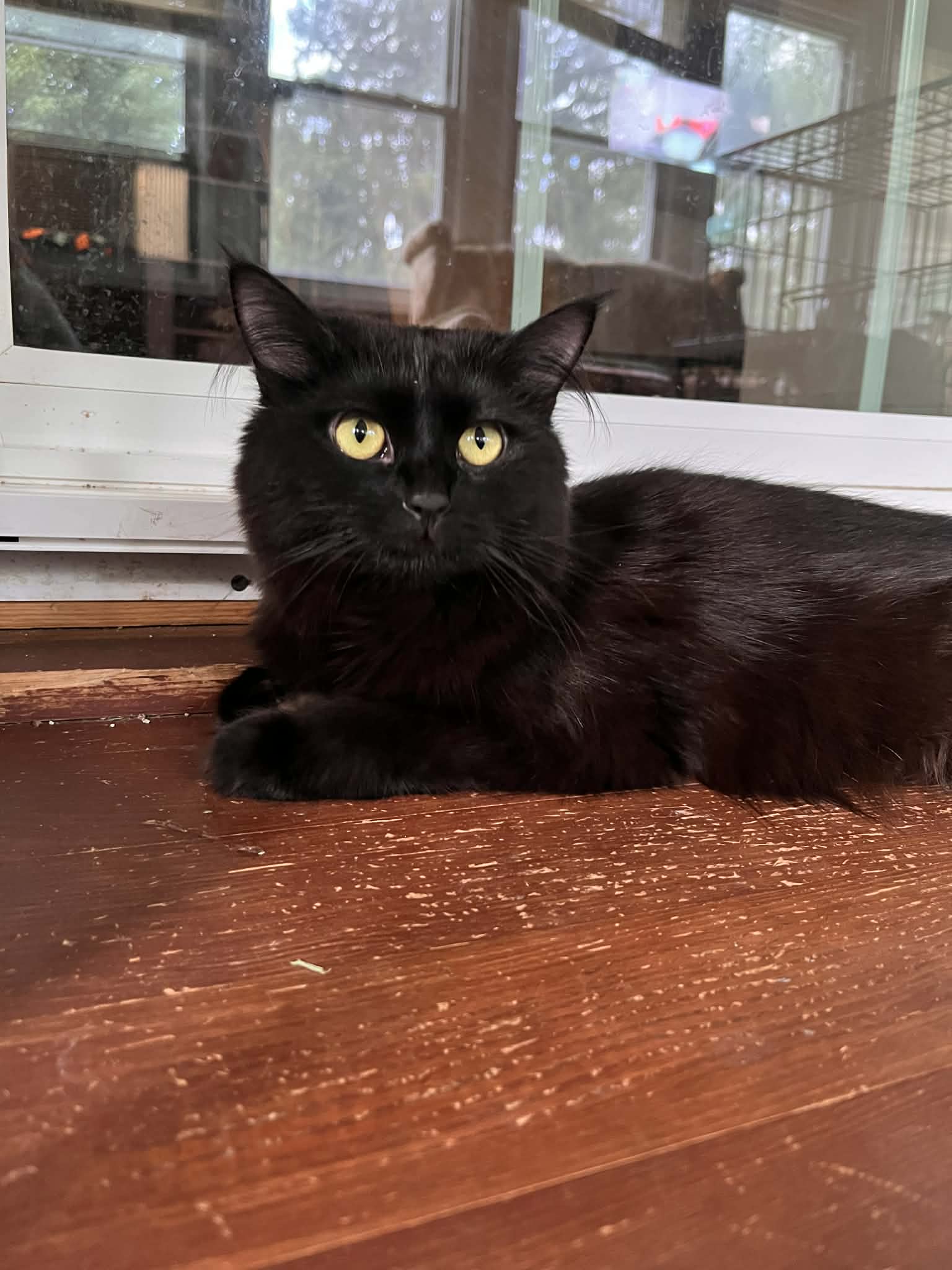 Alexis - Domestic Long Hair