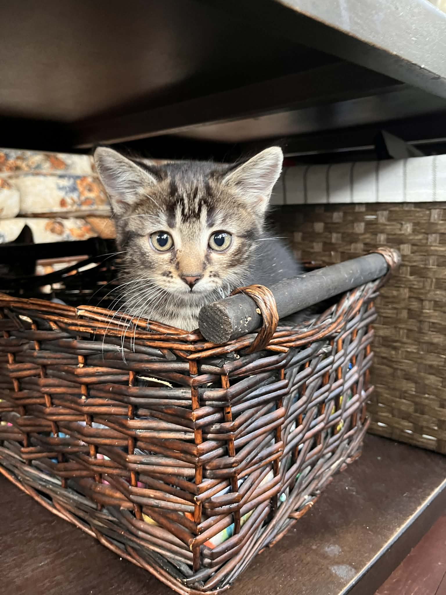 Kieran - Domestic Medium Hair