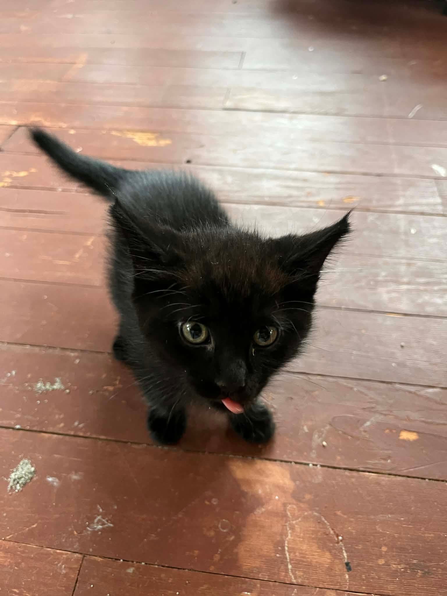 Thane - Domestic Medium Hair