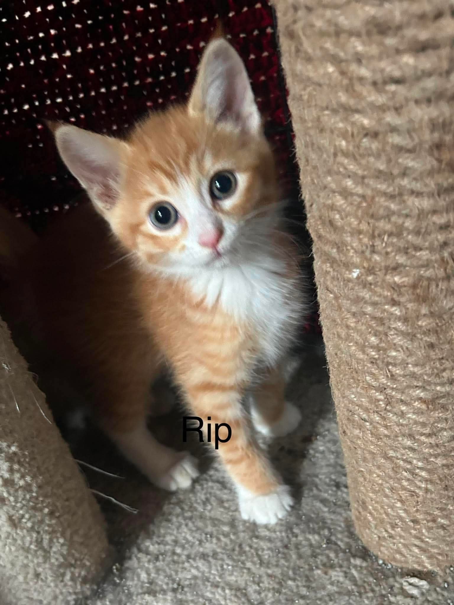 Rip - Domestic Short Hair